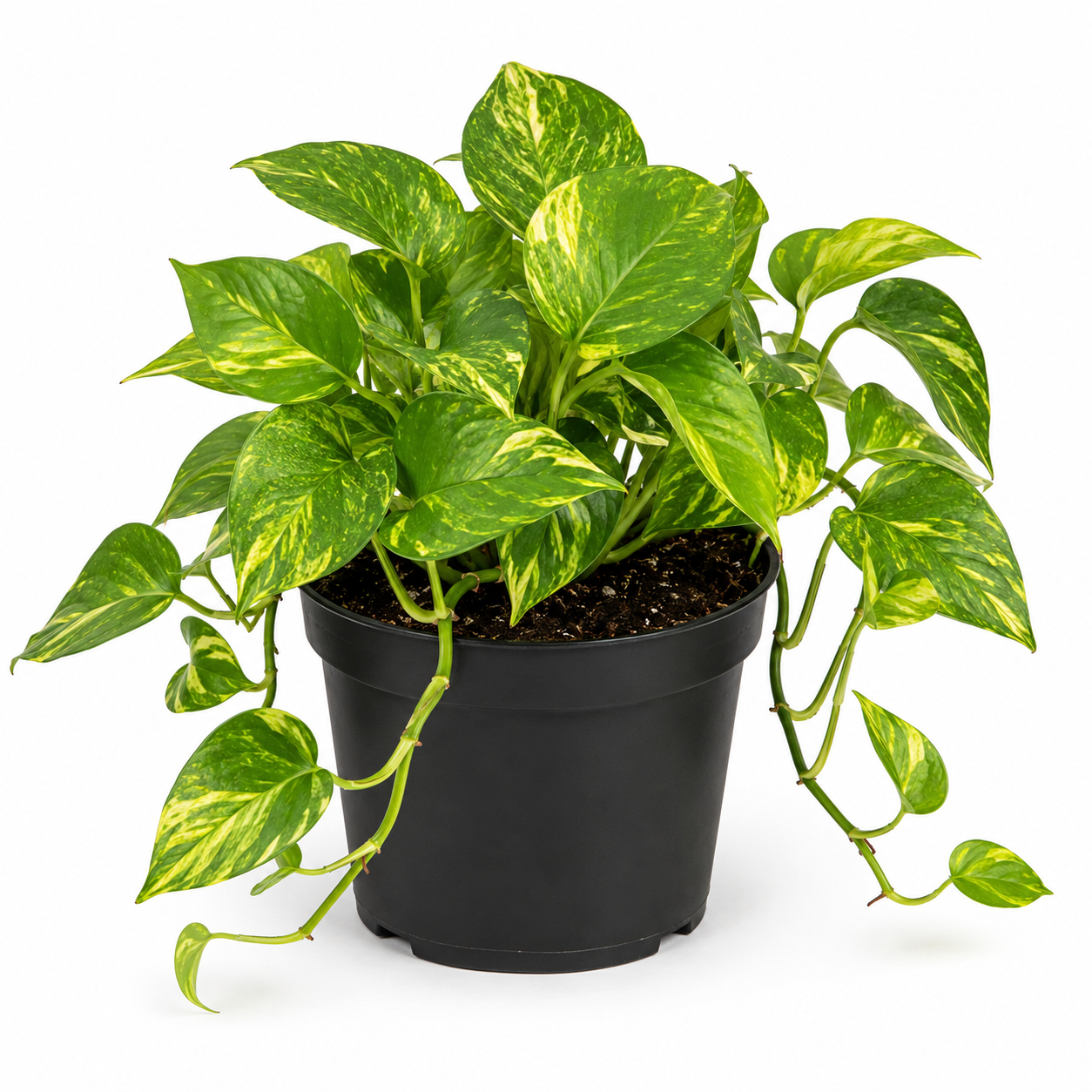 Golden Pothos Live Plant, 6" Potted Plant, Easy Care Indoor Vine, Hanging Green Foliage for Shelves and Desks