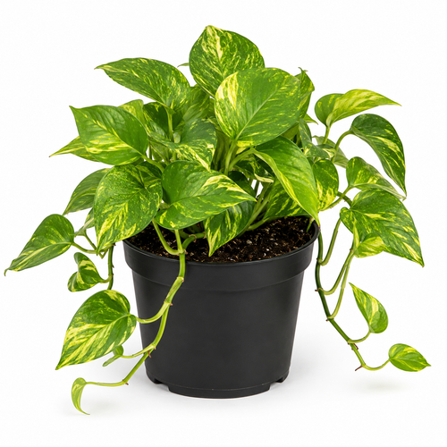 Golden Pothos Live Plant, 6" Potted Plant, Easy Care Indoor Vine, Hanging Green Foliage for Shelves and Desks