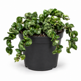 Hoya Rope Plant, Hoya Hindu Rope in 3" Pot, Easy Care Indoor Greenery, Curled Wax Foliage for Shelves and Small Spaces