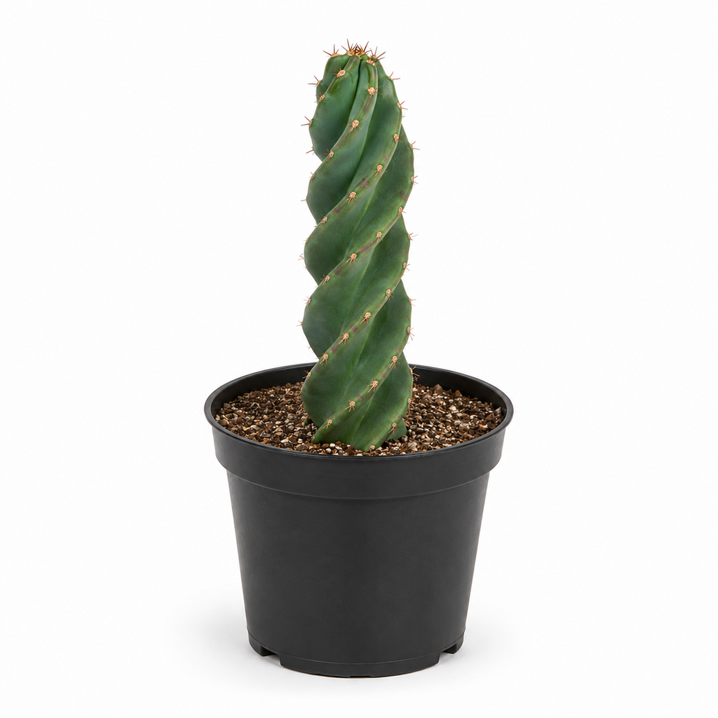 Live Spiral Cactus, 3.5" Potted Plant, Easy Care Indoor Greenery, Rare Twisted Columnar Cactus for Shelves and Desks