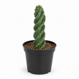 Live Spiral Cactus, 3.5" Potted Plant, Easy Care Indoor Greenery, Rare Twisted Columnar Cactus for Shelves and Desks