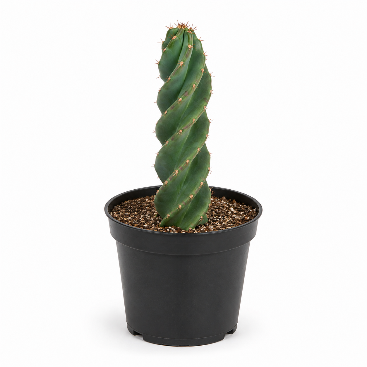Live Spiral Cactus, 3.5" Potted Plant, Easy Care Indoor Greenery, Rare Twisted Columnar Cactus for Shelves and Desks