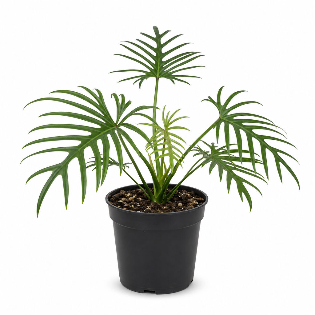 Tortum Philodendron Plant Live, Philodendron Tortum 4 Inch Potted Plant, Indoor Foliage Plant for Shelves, Desks and Modern Interiors