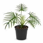 Tortum Philodendron Plant Live, Philodendron Tortum 4 Inch Potted Plant, Indoor Foliage Plant for Shelves, Desks and Modern Interiors