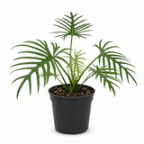 Tortum Philodendron Plant Live, Philodendron Tortum 4 Inch Potted Plant, Indoor Foliage Plant for Shelves, Desks and Modern Interiors