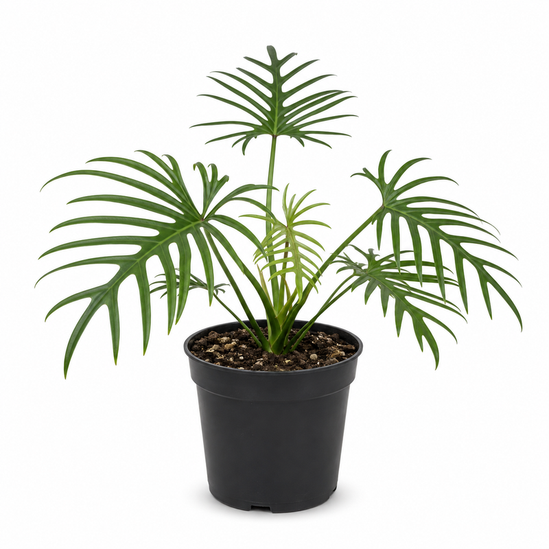 Tortum Philodendron Plant Live, Philodendron Tortum 4 Inch Potted Plant, Indoor Foliage Plant for Shelves, Desks and Modern Interiors