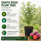 No Ship to CA, HI, AK, Santa Rosa Plum Tree Live Plant, 3 Gallon Pot - 3 Ft Tall, Easy Care, Fragrant Juicy Red Fruit, Perfect for Home Orchards and Patio
