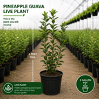 No Ship to CA, HI, AK, Pineapple Guava Tree Live Plant in 3 Gallon Pot, 3 Ft Tall, Hardy, Low Maintenance, Evergreen Fruit Tree with Sweet Tropical Flavor for Patio & Garden