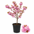 (No Ship to CA, HI, AK) Kwanzan Cherry Blossom Tree Live Plant, 3 Gallon Pot - 3 Ft Tall, Easy Care, Fast Growing Japanese Cherry Blossom Tree, Ideal for Garden, Borders & Pathways