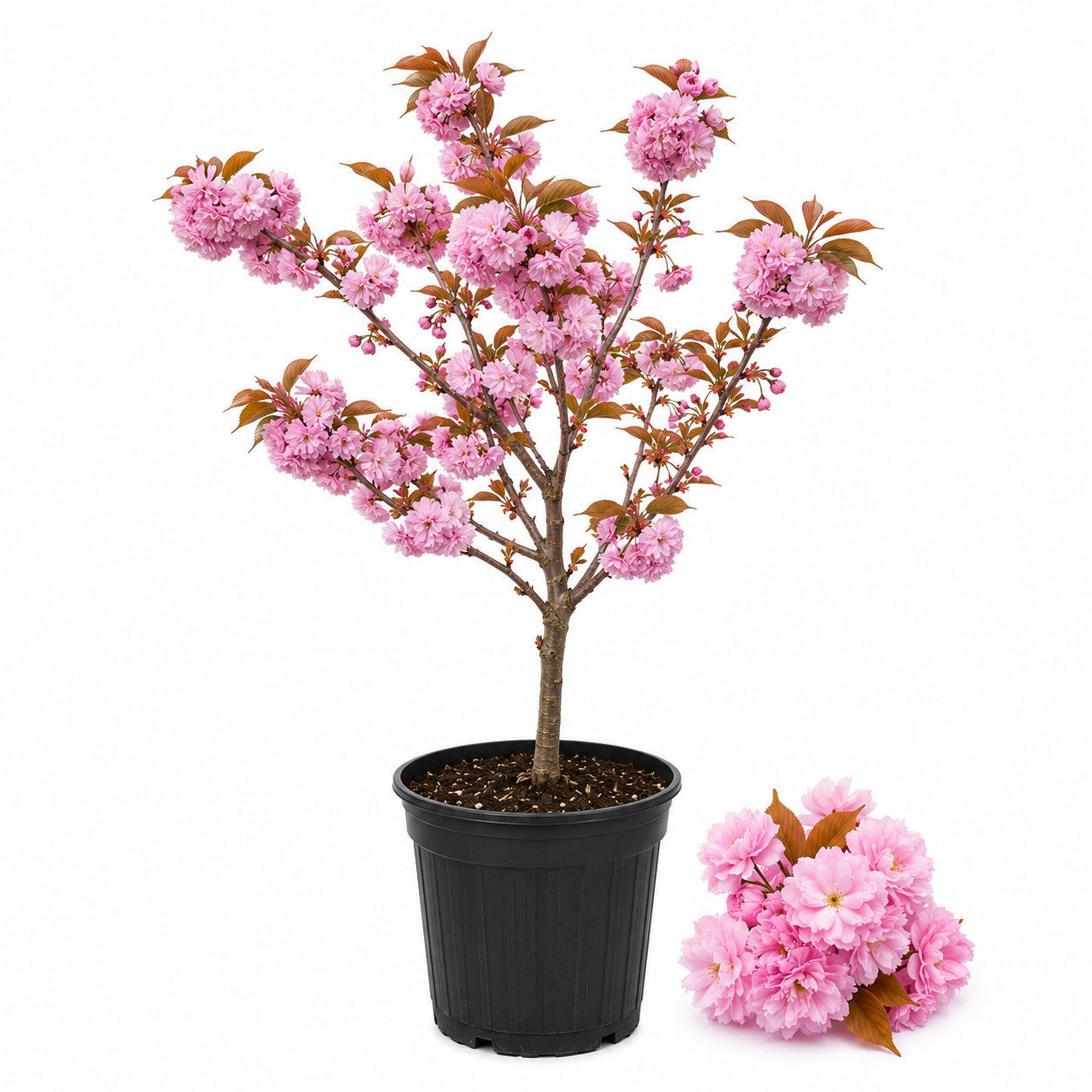 (No Ship to CA, HI, AK) Kwanzan Cherry Blossom Tree Live Plant, 3 Gallon Pot - 3 Ft Tall, Easy Care, Fast Growing Japanese Cherry Blossom Tree, Ideal for Garden, Borders & Pathways