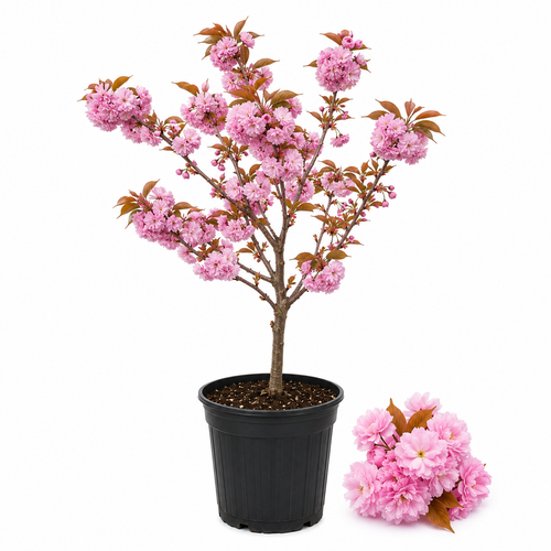 (No Ship to CA, HI, AK) Kwanzan Cherry Blossom Tree Live Plant, 3 Gallon Pot - 3 Ft Tall, Easy Care, Fast Growing Japanese Cherry Blossom Tree, Ideal for Garden, Borders & Pathways