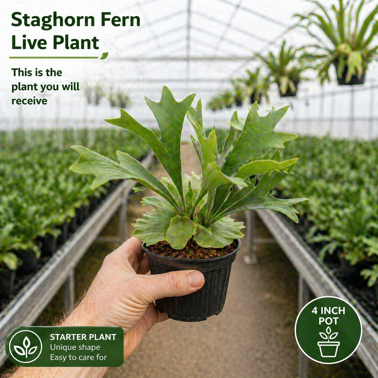 3 Staghorn Ferns Live Plants, Live Fern Plants Indoor in 4 Inch Pot, Unique Fern for Wall Mounting, Shelves and Indoor Decor