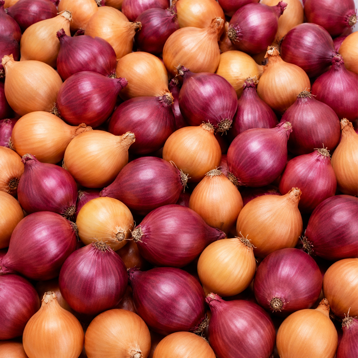 100 Color Mixed Onion Bulbs for Planting, Non-GMO, High Yield Onion Sets, Fast-Growing Vegetable Bulbs for Outdoor Gardens, Raised Beds & Containers