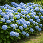 Nikko Blue Hydrangea Live Ornamental Shrub | 1 Gallon Pot | Cold-Hardy Bigleaf Hydrangea - Robust Well-Rooted Flowering Garden Tree