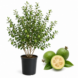 Pineapple Guava Tree Live Plant in 3 Gallon Pot, 3 Ft Tall, Hardy, Low Maintenance, Evergreen Fruit Tree with Sweet Tropical Flavor for Patio & Garden (No Ship to CA, HI, AK)