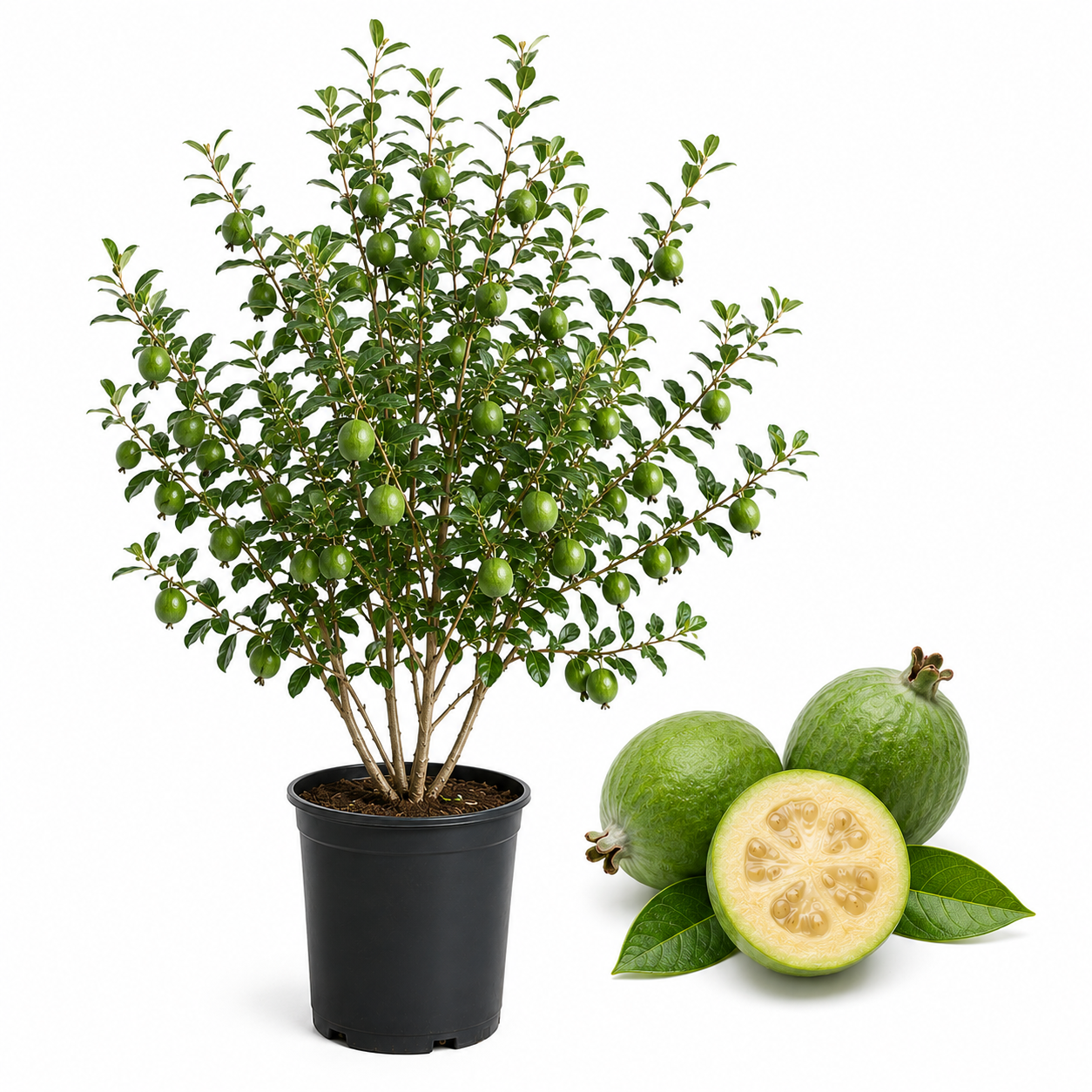 No Ship to CA, HI, AK, Pineapple Guava Tree Live Plant in 3 Gallon Pot, 3 Ft Tall, Hardy, Low Maintenance, Evergreen Fruit Tree with Sweet Tropical Flavor for Patio & Garden
