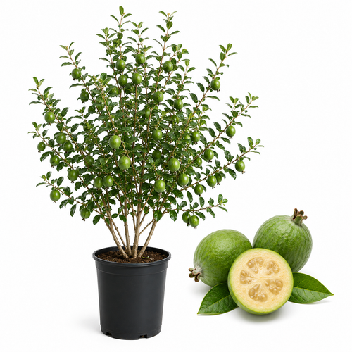 No Ship to CA, HI, AK, Pineapple Guava Tree Live Plant in 3 Gallon Pot, 3 Ft Tall, Hardy, Low Maintenance, Evergreen Fruit Tree with Sweet Tropical Flavor for Patio & Garden