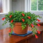 Live Goldfish Cactus Plant (Columnea Long Leaf) 4-6 Inch Tall | Long Leaf Variety, Flowering Trailing Plant Suitable for Gifts & Ideal for Home Interiors