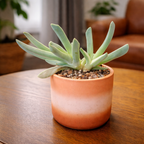Lobster Claw Cheiridopsis Candidissima Succulent | 4-Inch Pot | Established Live Carpet-Forming Succulent | Low Maintenance Foliage for Terrariums