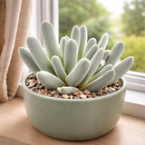 Lobster Claw Succulent - Cheiridopsis Candidissima Live Plant in 4-Inch Pot | Unique Silver-Green Rosette for Indoor Home and Office Decor