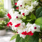 Bleeding Heart Plant Live | 3 to 4 Inch Tall | Clerodendrum Houseplant with White Blossoms, Ready for Plant Outdoor Garden or Patios, Pot Not Included