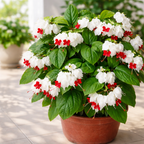 Bleeding Heart Plant Live | 3 to 4 Inch Tall | Clerodendrum Houseplant with White Blossoms, Ready for Plant Outdoor Garden or Patios, Pot Not Included