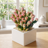 Crassula Baby’s Necklace Live Plant in 2" Inch Pot | Rare Succulent | Live String of Buttons Trailing Succulent | Rare House Plant for Home & Office Décor