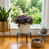 Calico Kitten Live Succulent in 4 Inch Pot | Colorful Variegated Crassula | Perfect Accent for Tabletop Arrangements and Small Interior Styling