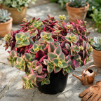 Calico Kitten Succulent Live in 4 Inch Pot | Pink Variegated Trailing Plant | Great for Window Ledges, Office Corners, and Compact Plant Displays