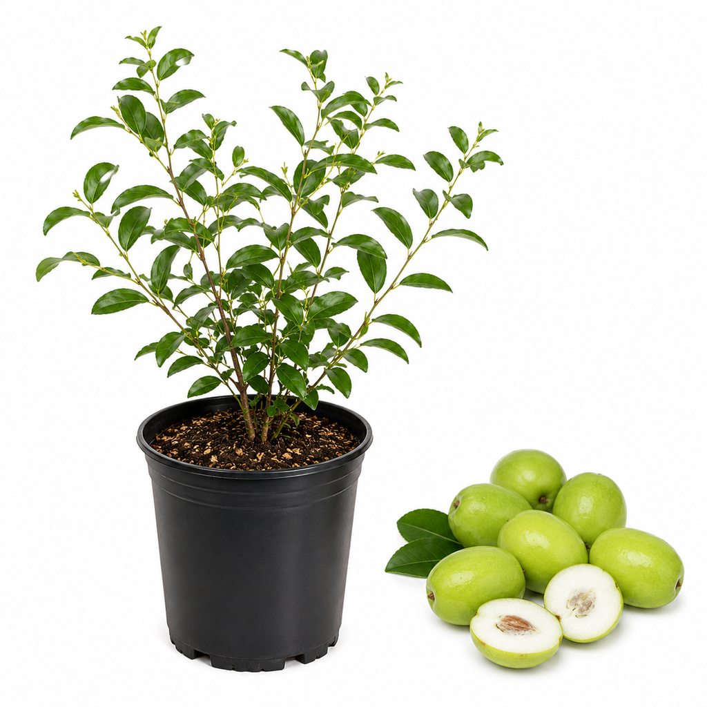 No Ship to CA, HI, AK, Thai Jujube Tree Live Plant in 3 Gallon Pot, Low Maintenance Jujube Fruit Tree, Fast Growing Tropical Fruit for Outdoor Planting