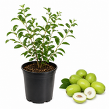 Thai Jujube Tree Live Plant in 3 Gallon Pot, Low Maintenance Jujube Fruit Tree, Fast Growing Tropical Fruit for Outdoor Planting (No Ship to CA, HI, AK)