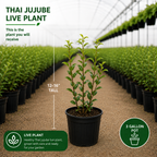 No Ship to CA, HI, AK, Thai Jujube Tree Live Plant, 3 Gallon Pot Jujube Plant, 12-16" Tall, Easy to Grow, Crisp Sweet Edible Fruit Tree, Ideal for Patio, Garden & Backyard Orchards
