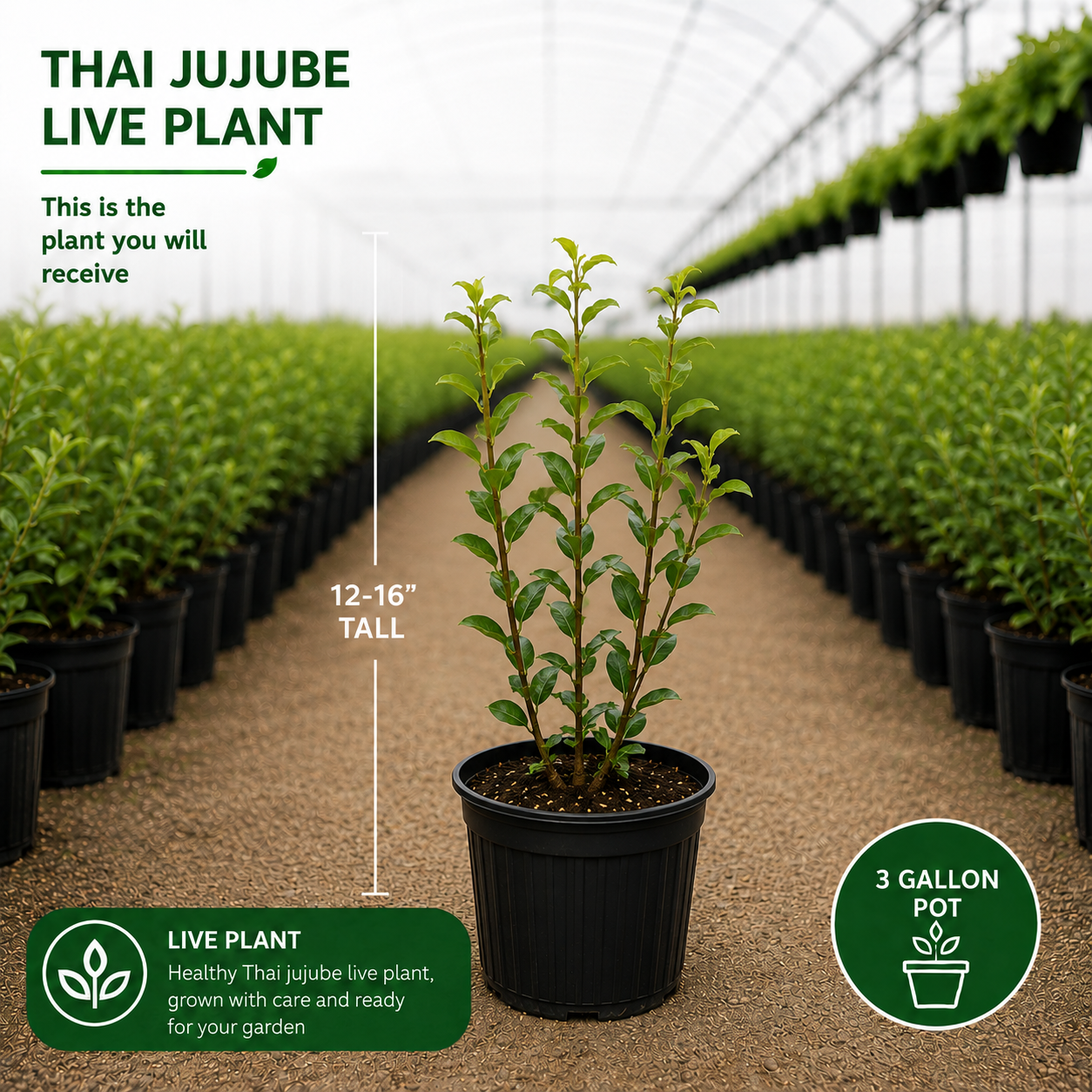 No Ship to CA, HI, AK, Thai Jujube Tree Live Plant, 3 Gallon Pot Jujube Plant, 12-16" Tall, Easy to Grow, Crisp Sweet Edible Fruit Tree, Ideal for Patio, Garden & Backyard Orchards