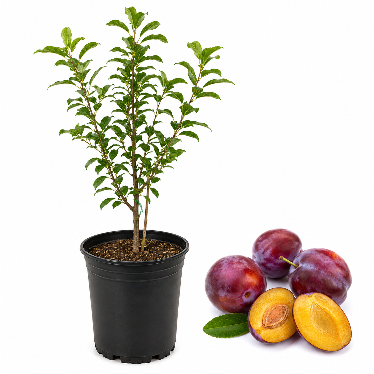 No Ship to CA, HI, AK, Santa Rosa Plum Tree in 3 Gallon Pot, Prunus salicina, Fast Growing, Easy Care, Sweet Red Plums for Outdoor Backyard
