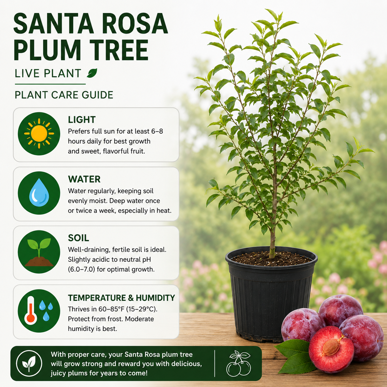 No Ship to CA, HI, AK, Santa Rosa Plum Tree Live Plant, 3 Gallon Pot, 3 Ft Tall Plumtree, Edible Juicy Tropical Fruit for Patio, Garden & Home Orchards