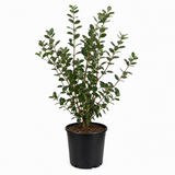 Pineapple Guava Tree Live Plant, 3 Gallon Pot, 3 Feet Tall, Easy to Grow, Fragrant, Sweet Tropical Fruit Tree for Outdoor Garden (No Ship to CA, HI, AK)