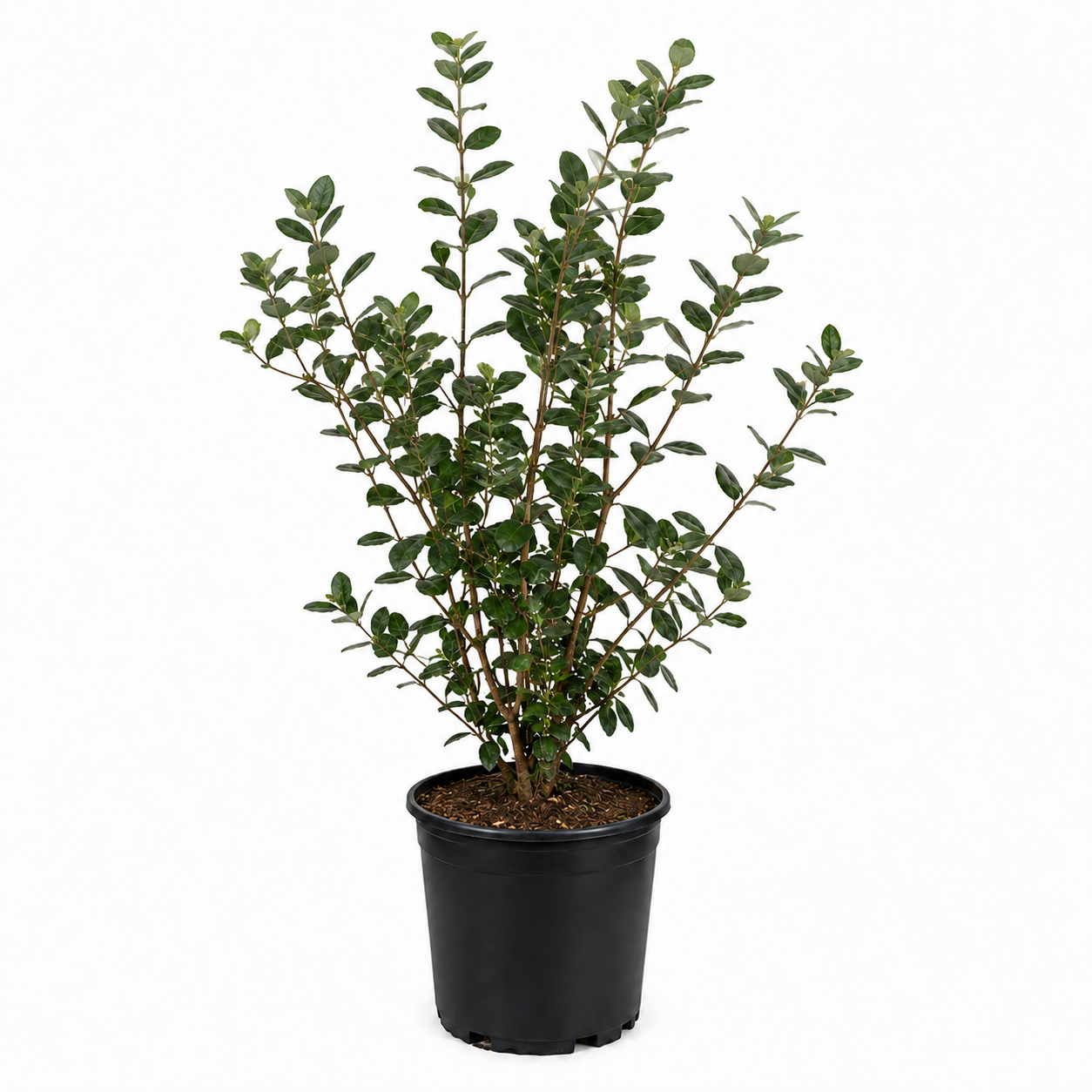No Ship to CA, HI, AK, Pineapple Guava Tree Live Plant, 3 Gallon Pot, 3 Feet Tall, Easy to Grow, Fragrant, Sweet Tropical Fruit Tree for Outdoor Garden