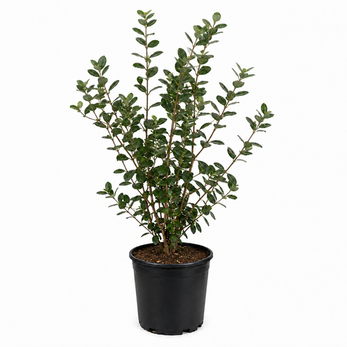 No Ship to CA, HI, AK, Pineapple Guava Tree Live Plant, 3 Gallon Pot, 3 Feet Tall, Easy to Grow, Fragrant, Sweet Tropical Fruit Tree for Outdoor Garden