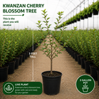(No Ship to CA, HI, AK) Kwanzan Cherry Blossom Tree in Gallon Pot, 3 Ft Tall Japanese Cherry Blossom Tree, Hardy Ornamental Flowering Tree for Garden Borders, Pathways, and Front Yards