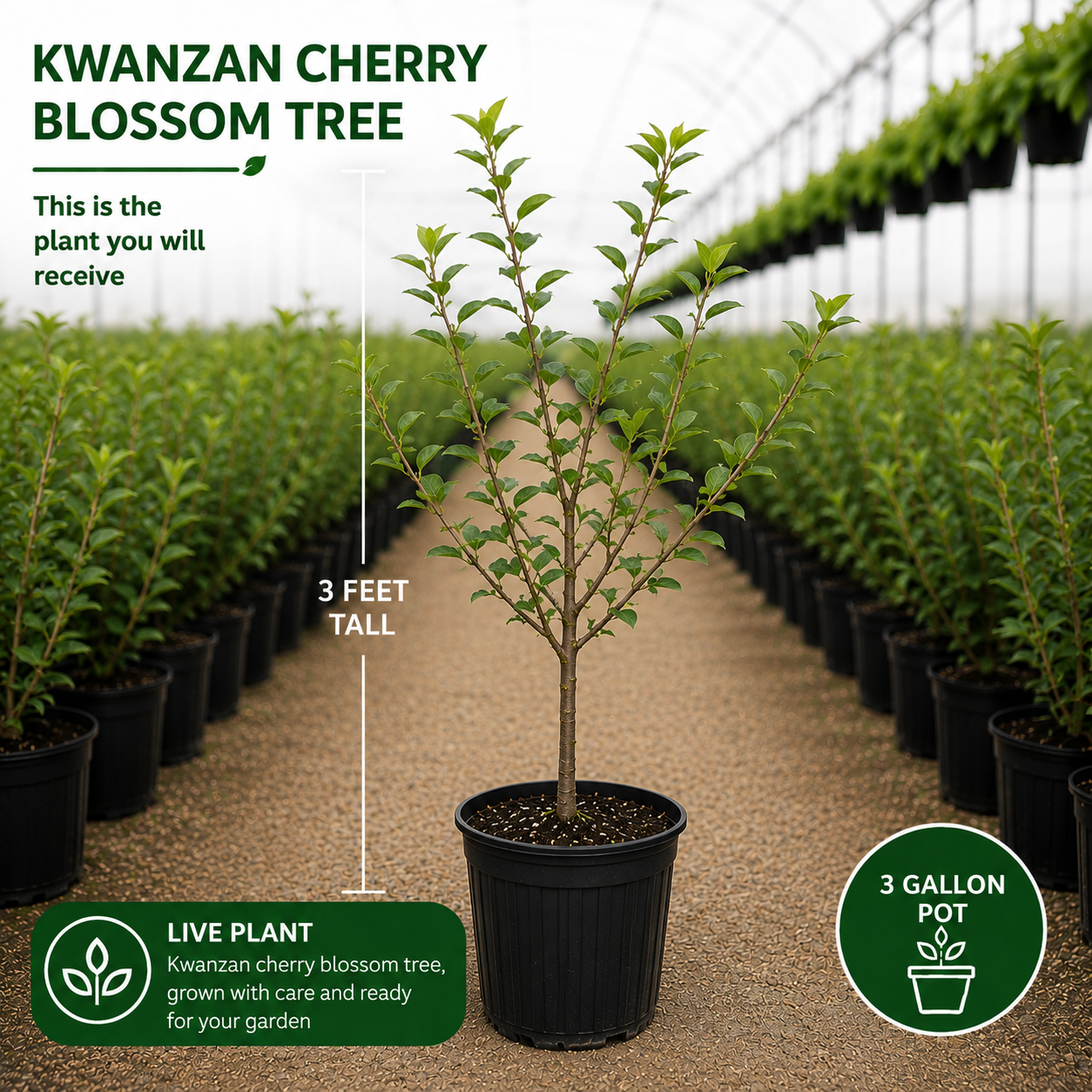 (No Ship to CA, HI, AK) Kwanzan Cherry Blossom Tree in Gallon Pot, 3 Ft Tall Japanese Cherry Blossom Tree, Hardy Ornamental Flowering Tree for Garden Borders, Pathways, and Front Yards
