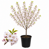 Yoshino Cherry Blossom Trees, 3 Gallon Pot - 3 Ft Tall, Fragrant, Hardy Ornamental Flowering Cherry Tree, Suitable for Yards, Gardens & Patios (No Ship to CA, HI, AK)