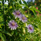 3 Count Live Purple Passiflora Starter Plant | Produce Purple Flower | for Trellis, Hedge 4 to 8 Inch Tall | Maypop Live Plant| Well-Rooted for Home & Garden