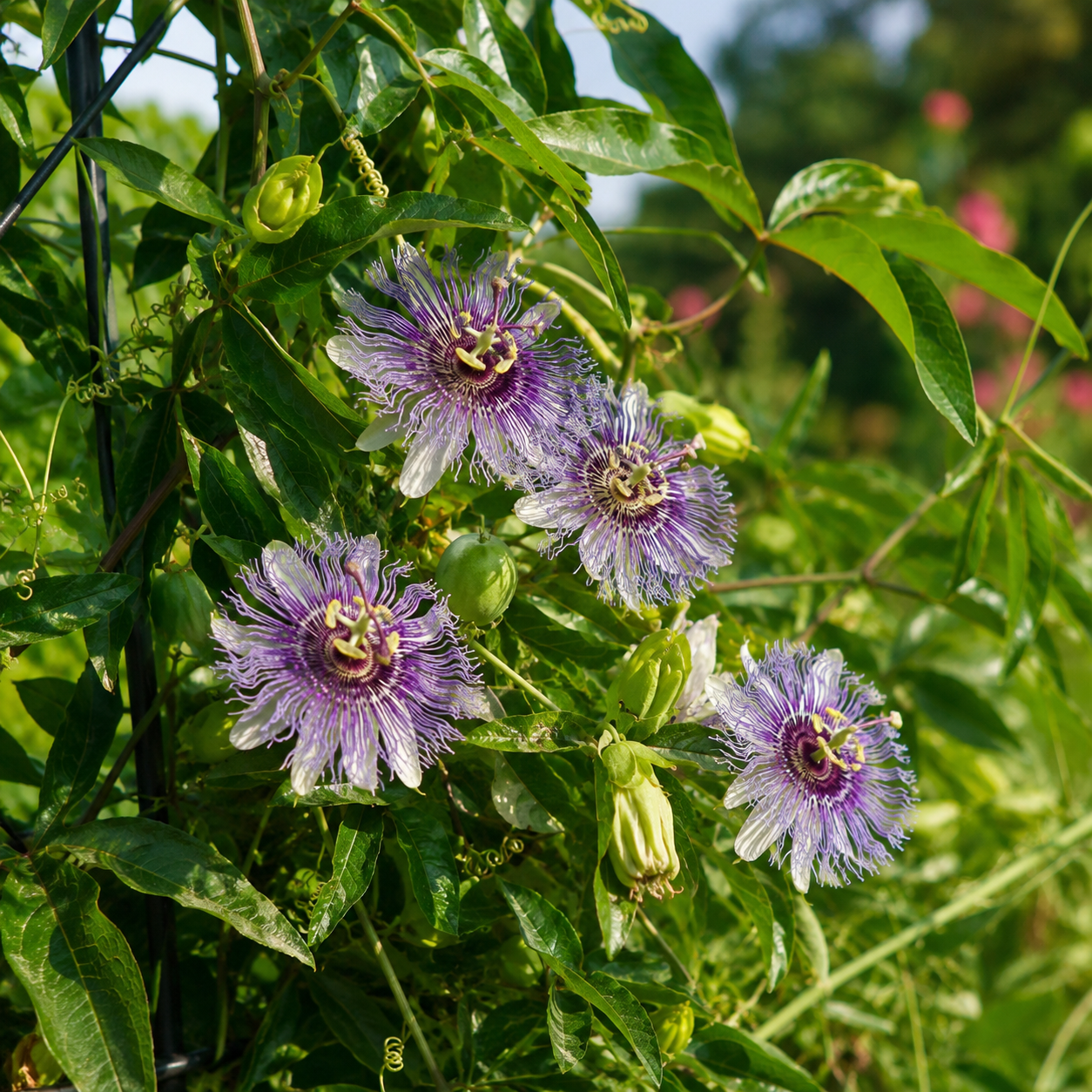 3 Count Live Purple Passiflora Starter Plant | Produce Purple Flower | for Trellis, Hedge 4 to 8 Inch Tall | Maypop Live Plant| Well-Rooted for Home & Garden