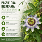 Purple Passion Flower Vine Plant | Live Passiflora Starter Plant | 4 to 8 Inch Tall | Well-Rooted for Home & Garden