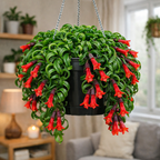 Live Goldfish Cactus Plant (Columnea Long Leaf) 4-6 Inch Tall | Long Leaf Variety, Flowering Trailing Plant Suitable for Gifts & Ideal for Home Interiors