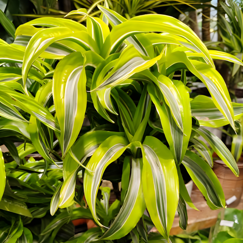 Dracaena Plant Live ‘Song of India’, 4 Inch Pot, Variegated Yellow and Green Indoor Plant for Home and Office