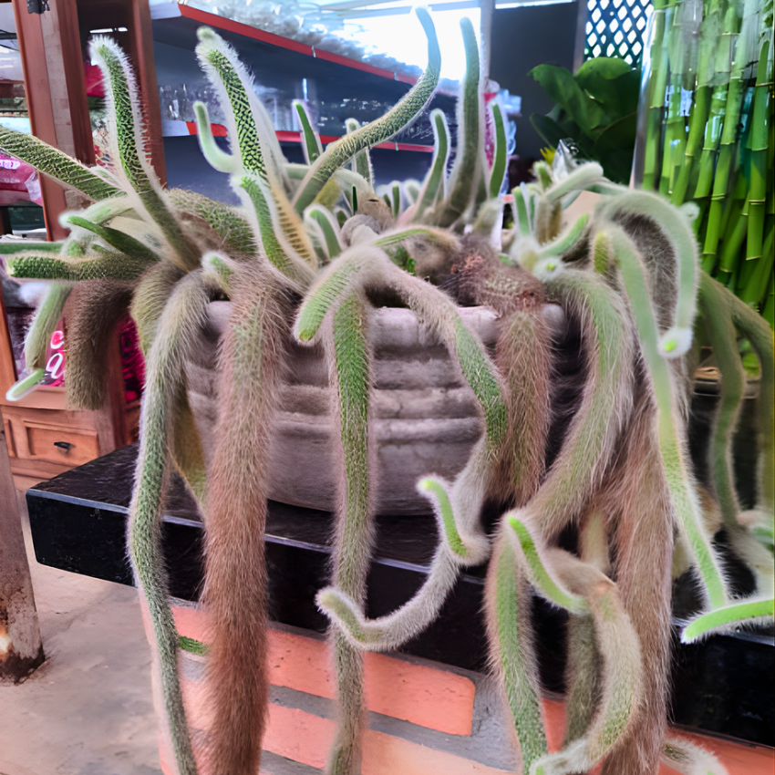 Monkey Tail Cactus Live Plant, 4 Inch Pot, Potted Cleistocactus Colademononis, Unique Fuzzy Hanging Cactus for Home and Office Décor