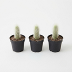 3 Monkey Tail Cactus Live Plant, 2 Inch Pot, Low Maintenance Exotic Succulent, Unique Soft White Spines for Bright Indirect Light