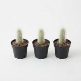 3 Monkey Tail Cactus Live Plant, 2 Inch Pot, Low Maintenance Exotic Succulent, Unique Soft White Spines for Bright Indirect Light