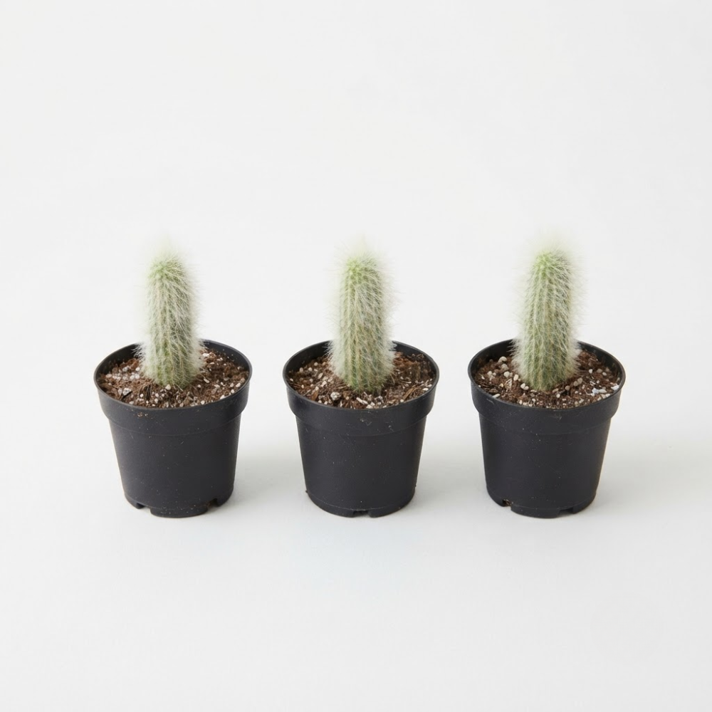 3 Monkey Tail Cactus Live Plant, 2 Inch Pot, Low Maintenance Exotic Succulent, Unique Soft White Spines for Bright Indirect Light